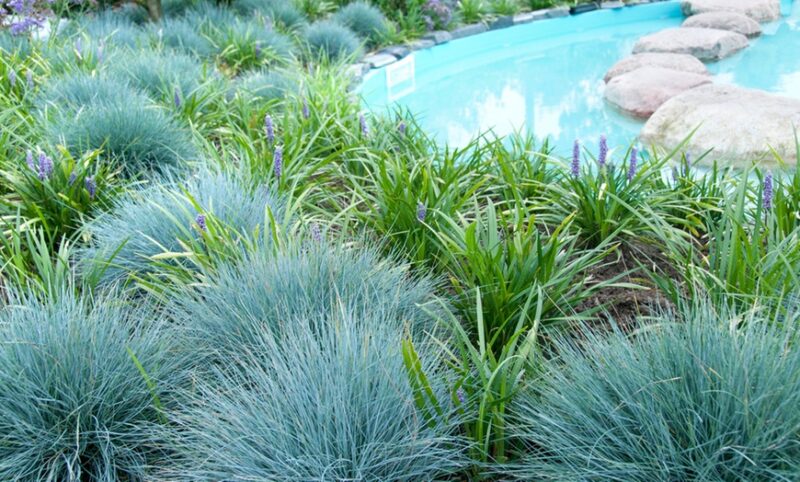 FETUQUE BLEUE