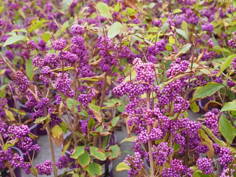 CALLICARPA PROFUSION