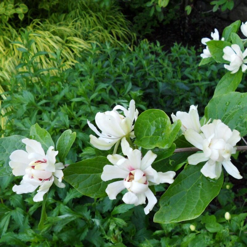 ARBRE AUX ANEMONES VENUS
