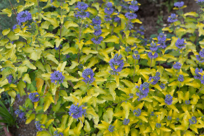 CARYOPTERIS GOOD AS GOLD