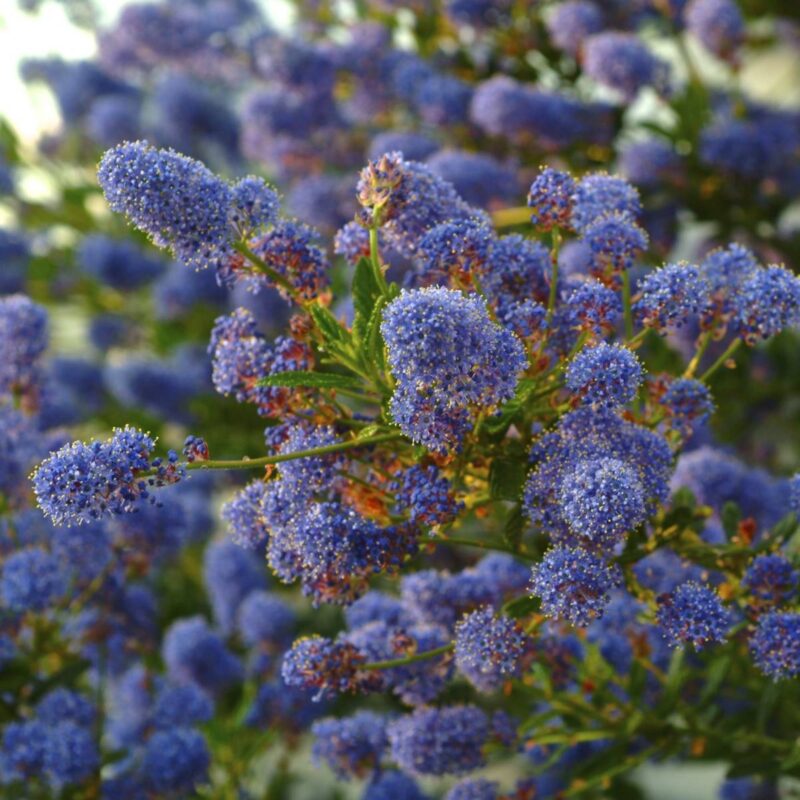 CEANOTHE MARIE BLUE