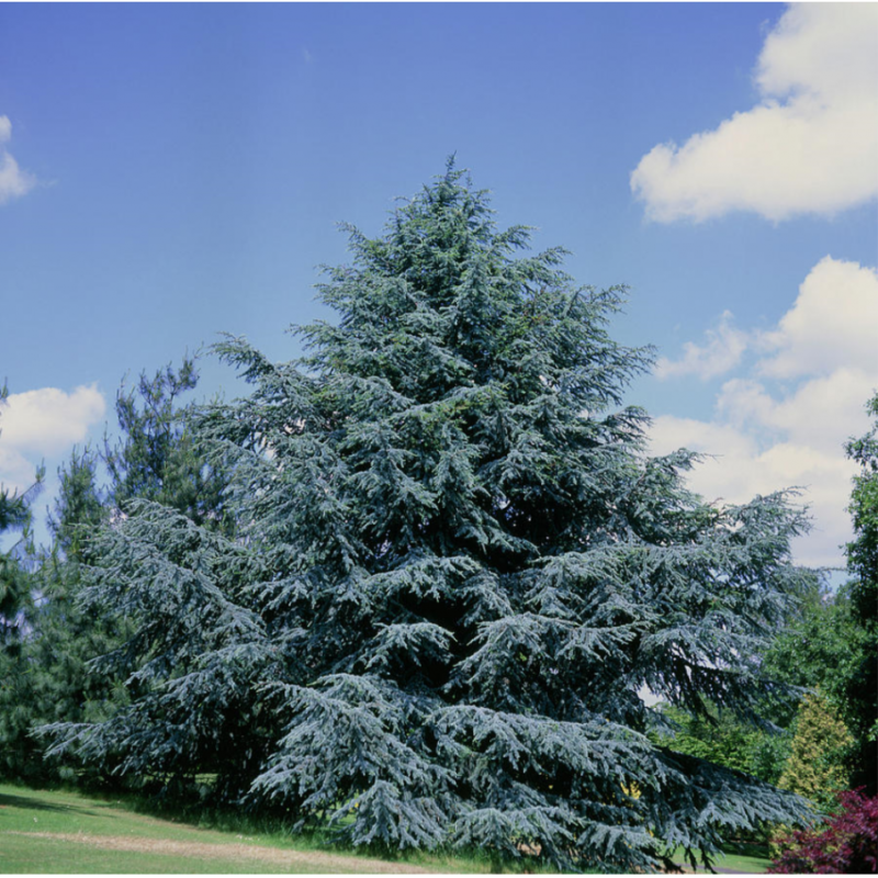 CEDRE BLEU
