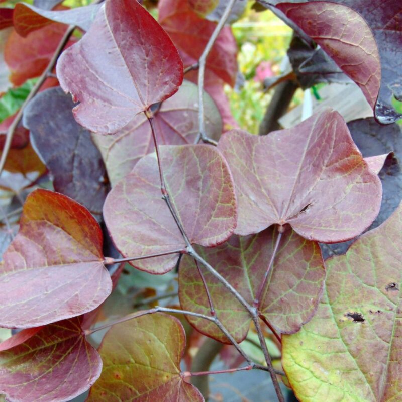ARBRE DE JUDEE FOREST PANSY