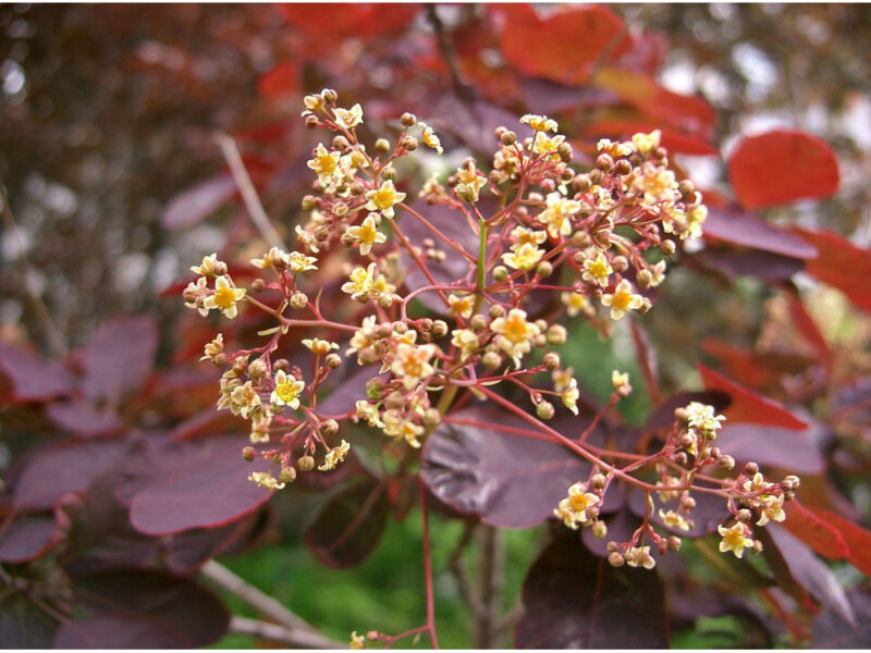 COTINUS ROYAL PURPLE