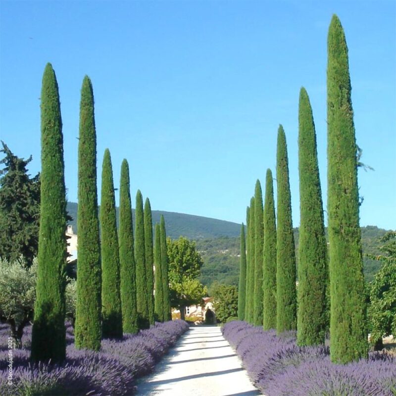 CYPRES DE PROVENCE / CYPRES TOTEM