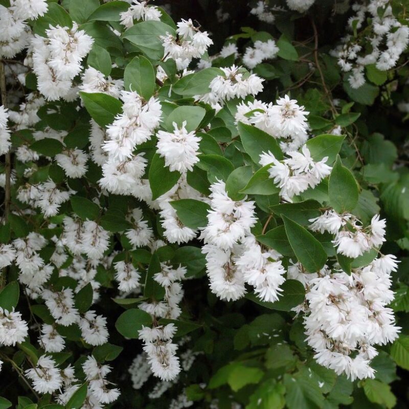 DEUTZIA PRIDE OF ROCHESTER