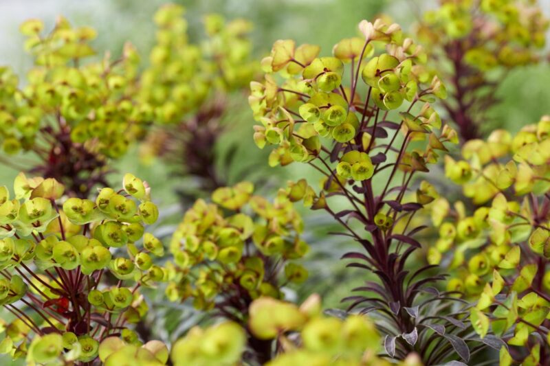 EUPHORBE MERLOT