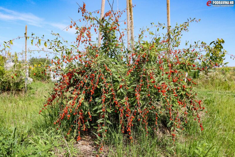 BAIE DE GOJI GOJIDELYS