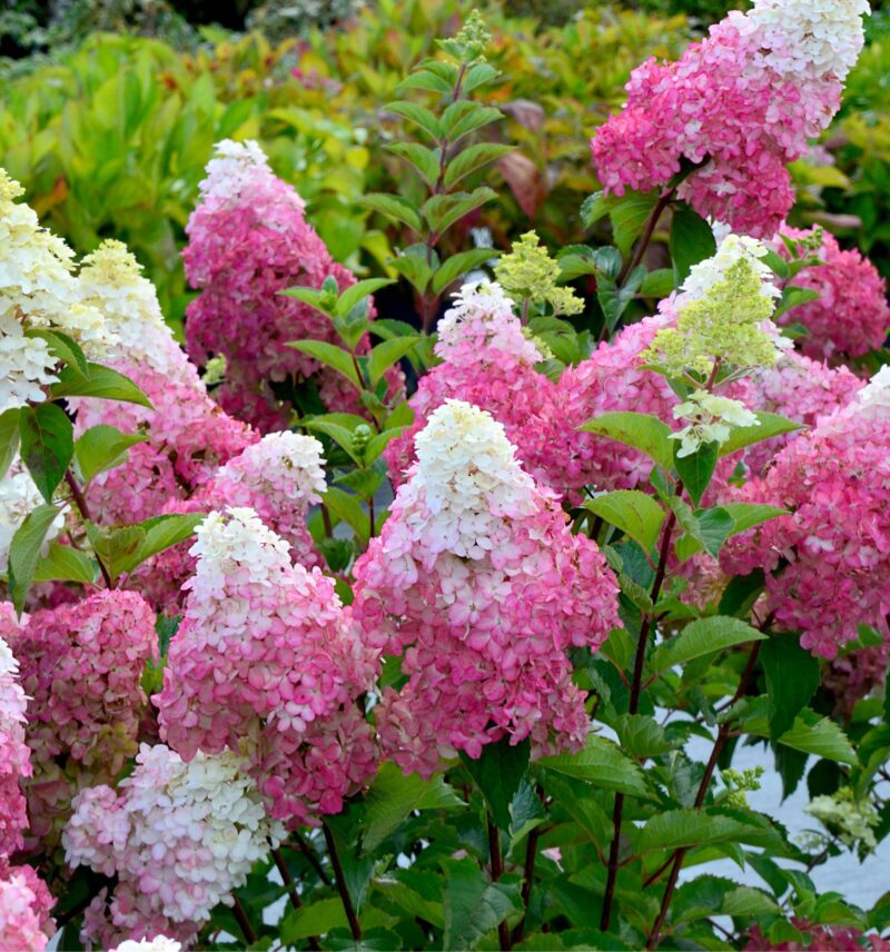 HORTENSIA FRAISE MELBA