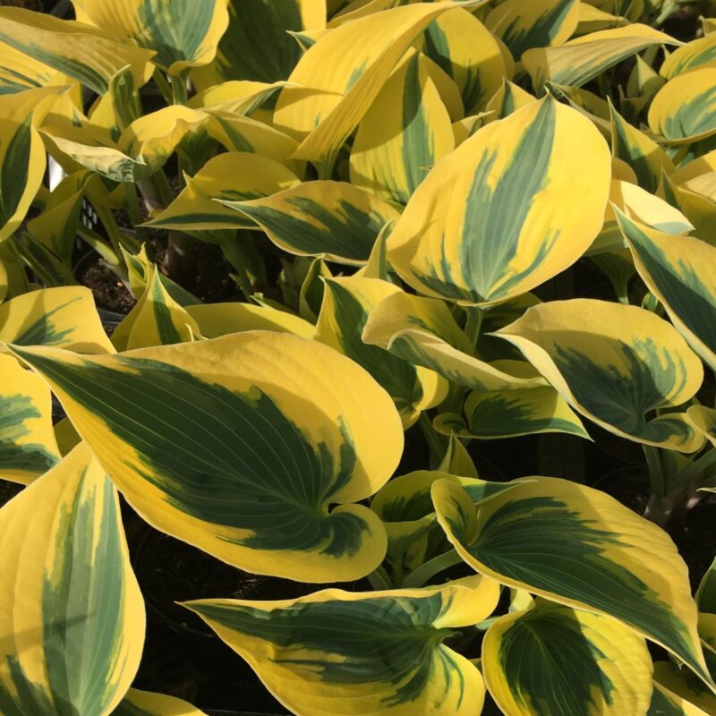 HOSTA AUTUMN FROST
