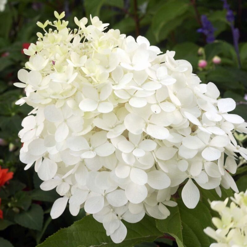 HORTENSIA PHANTOM