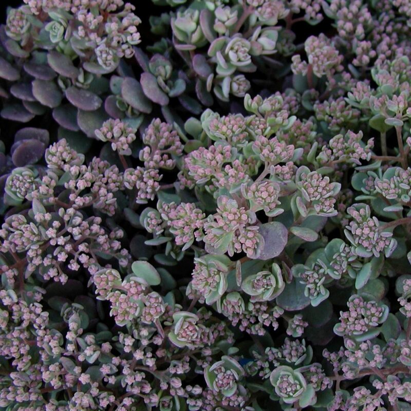 SEDUM CAUTICOLUM ROSE