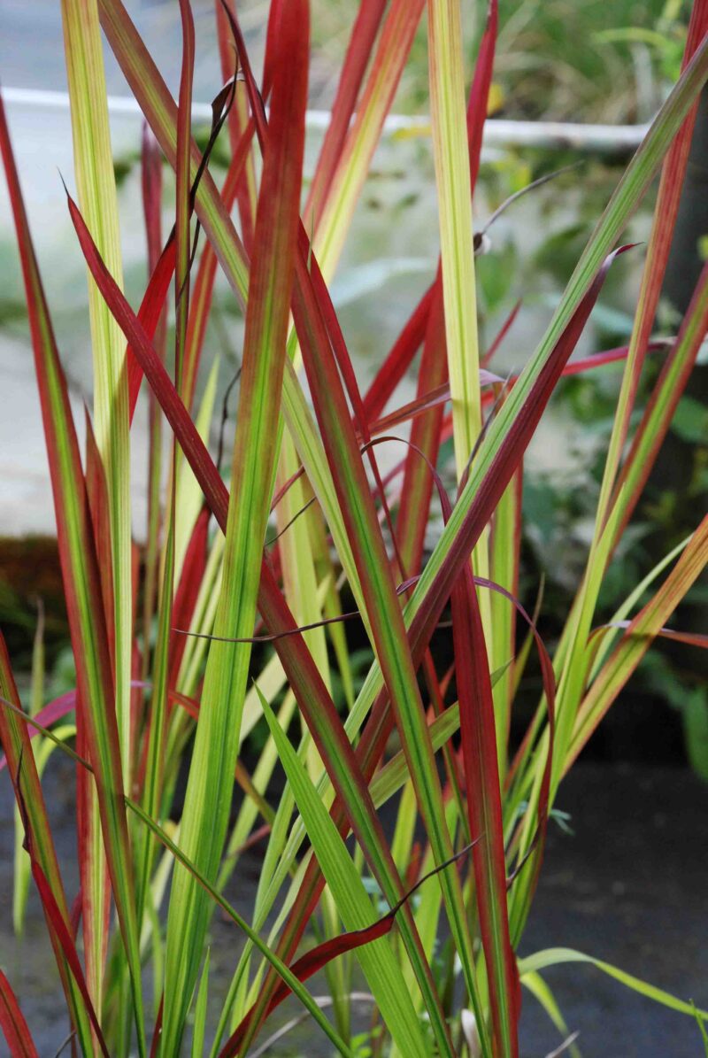 IMPERATA RED BARON