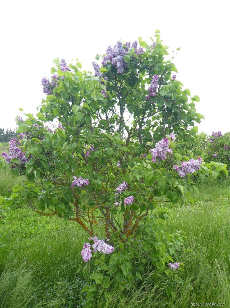 LILAS KATHERINE HAVENMAYER