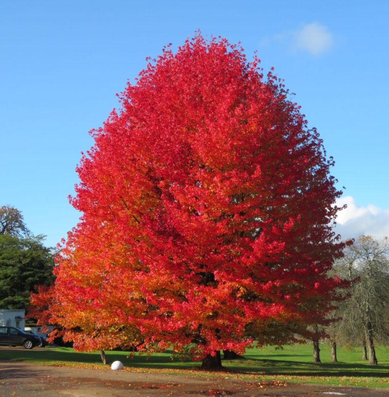 LIQUIDAMBAR STYRACIFLUA - COPALME D AMERIQUE