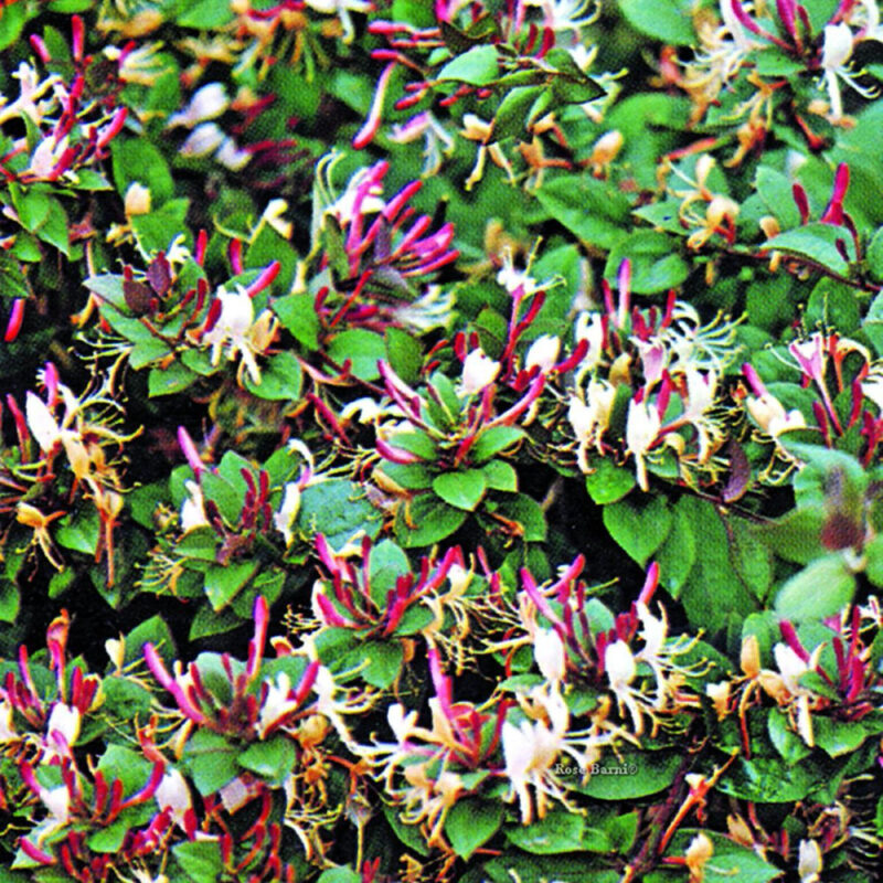 CHEVREFEUILLE CHINENSIS
