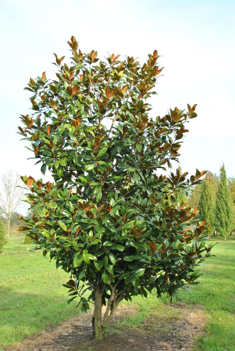 MAGNOLIA DE LA GALISSONIERE