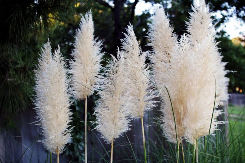 HERBE DE LA PAMPA
