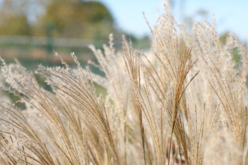 MISCANTHUS YAKA DANCE