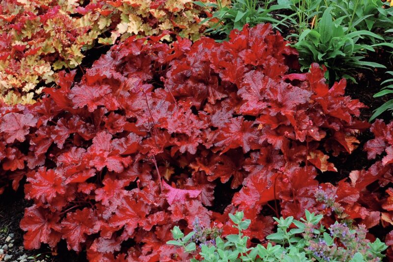 HEUCHERE FOREVER RED