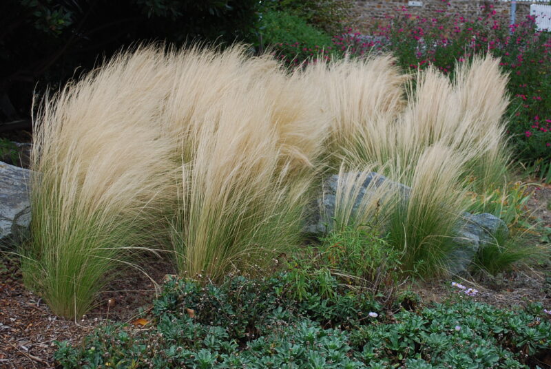 STIPA PONY TAILS