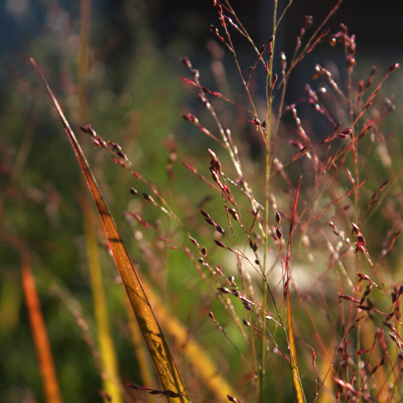 PANICUM REHBRAUN