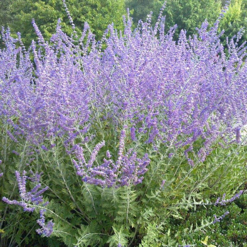PEROVSKIA SAUGE DE SIBÉRIE
