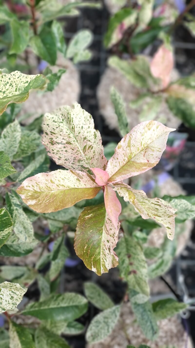 PHOTINIA PINK CRISPY