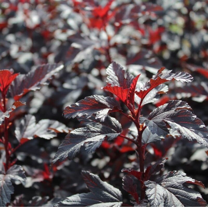 PHYSOCARPUS ALL BLACK