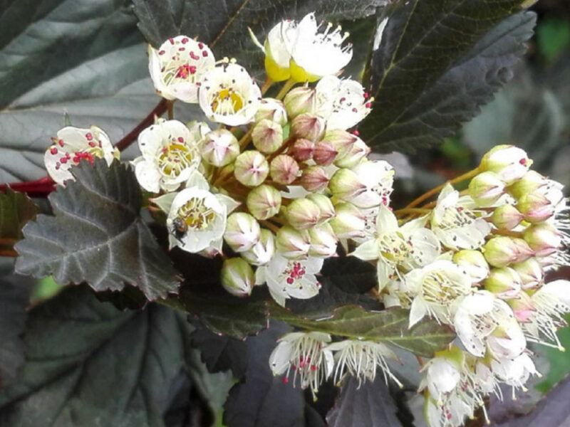 PHYSOCARPUS ALL BLACK