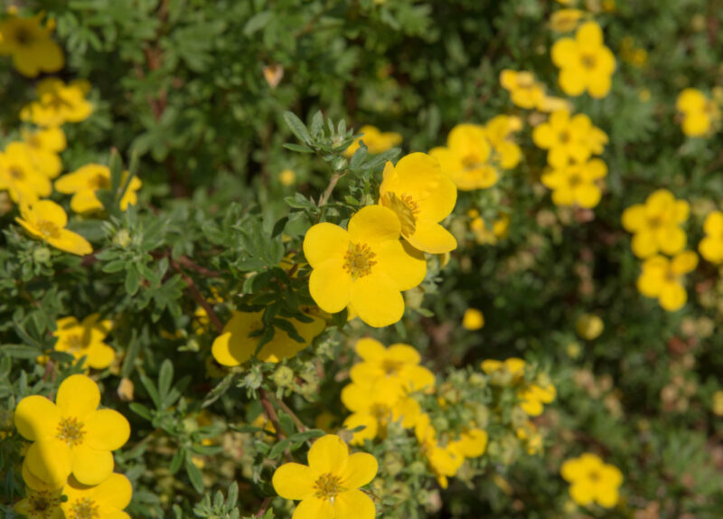 POTENTILLE PUNCH GOLD