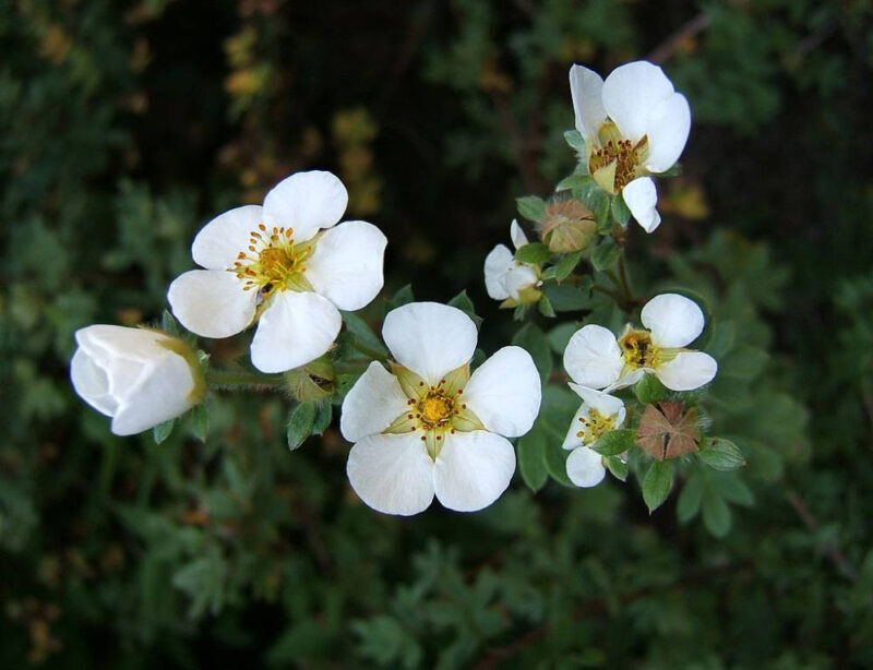 POTENTILLE CREAM ISSIMA