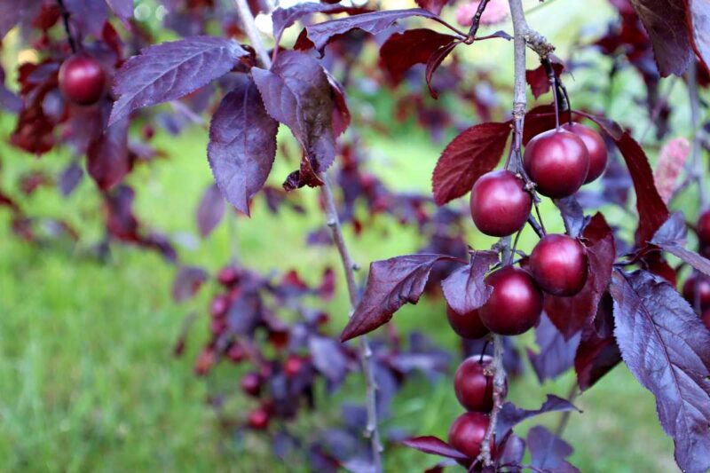 PRUNIER PISSARDII