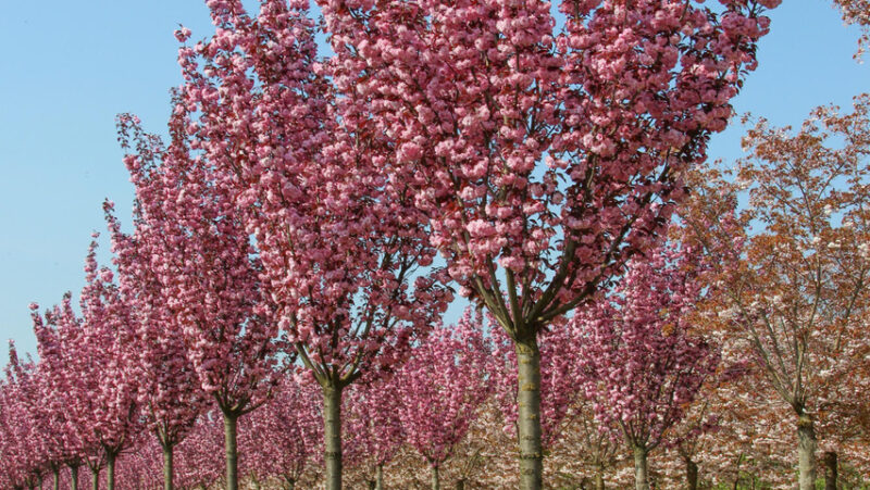 CERISIER ROYAL BURGUNDY