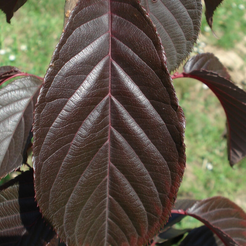 CERISIER ROYAL BURGUNDY
