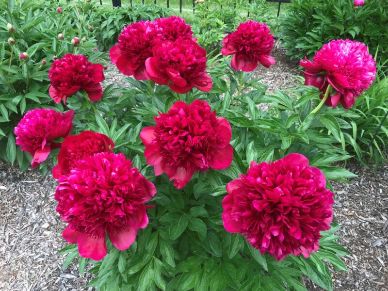 PIVOINE RED CHARM