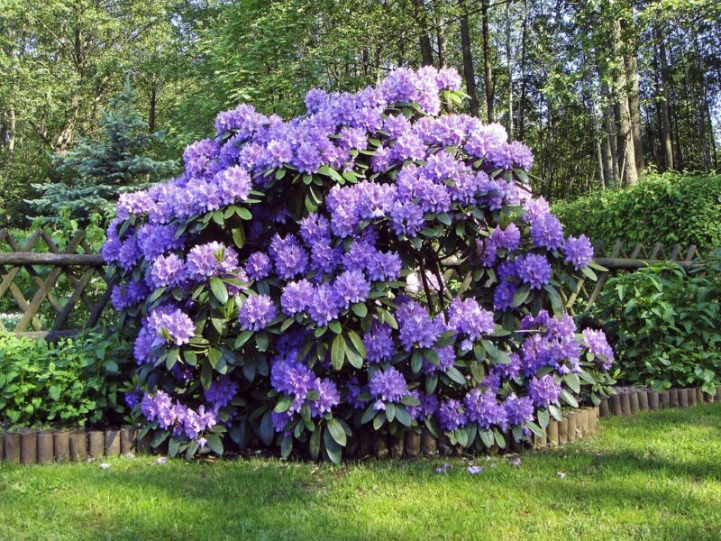 RHODODENDRON MAUVE