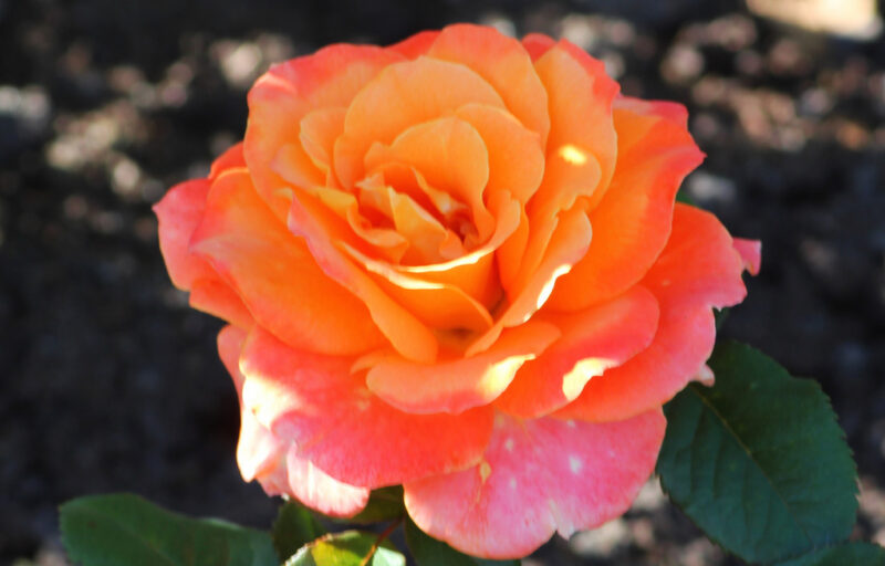 ROSIER CHRISTOPHE COLOMB