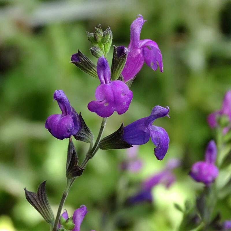 SAUGE ARTIC BLAZE PURPLE