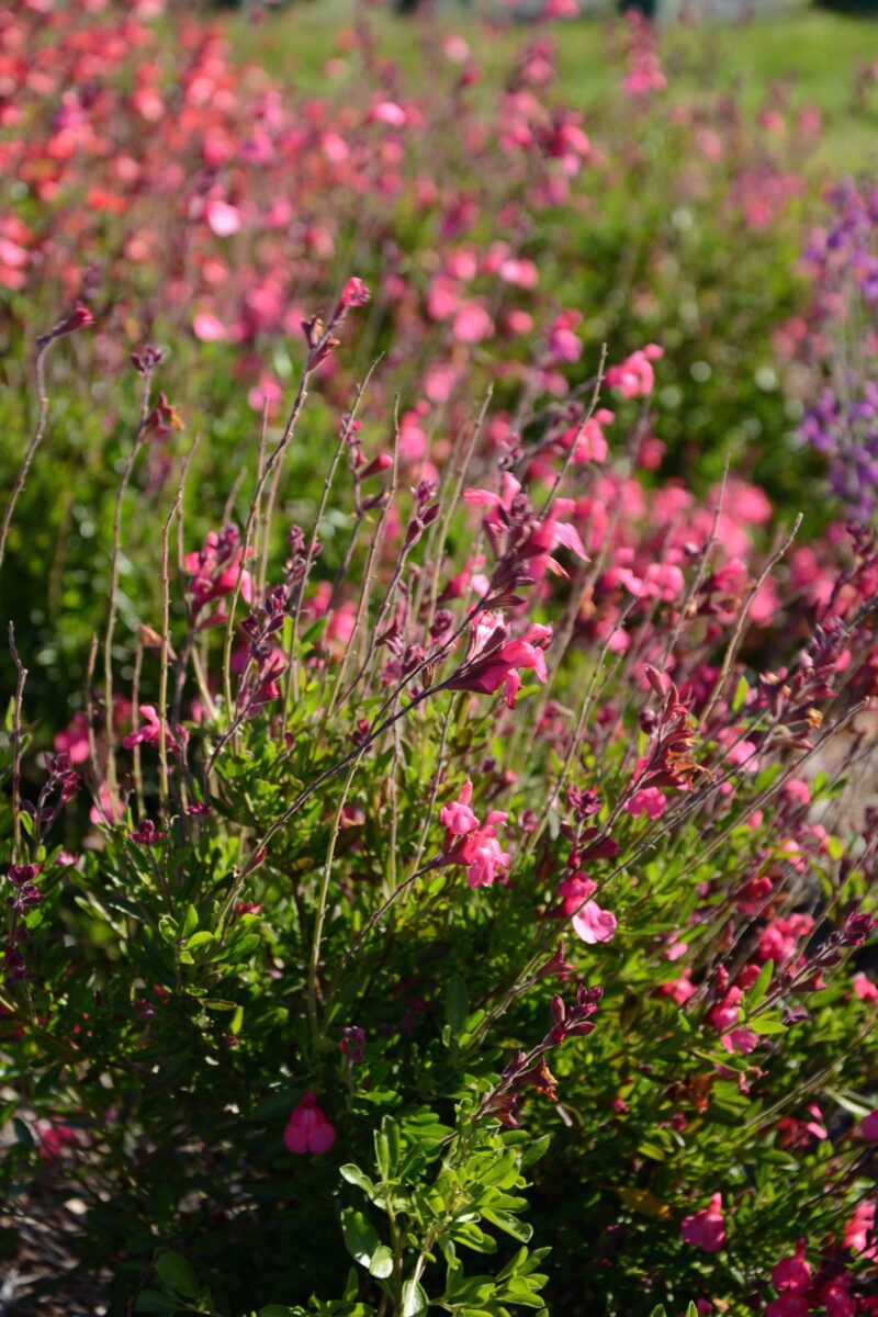 SAUGE ARTIC BLAZE FUCHSIA