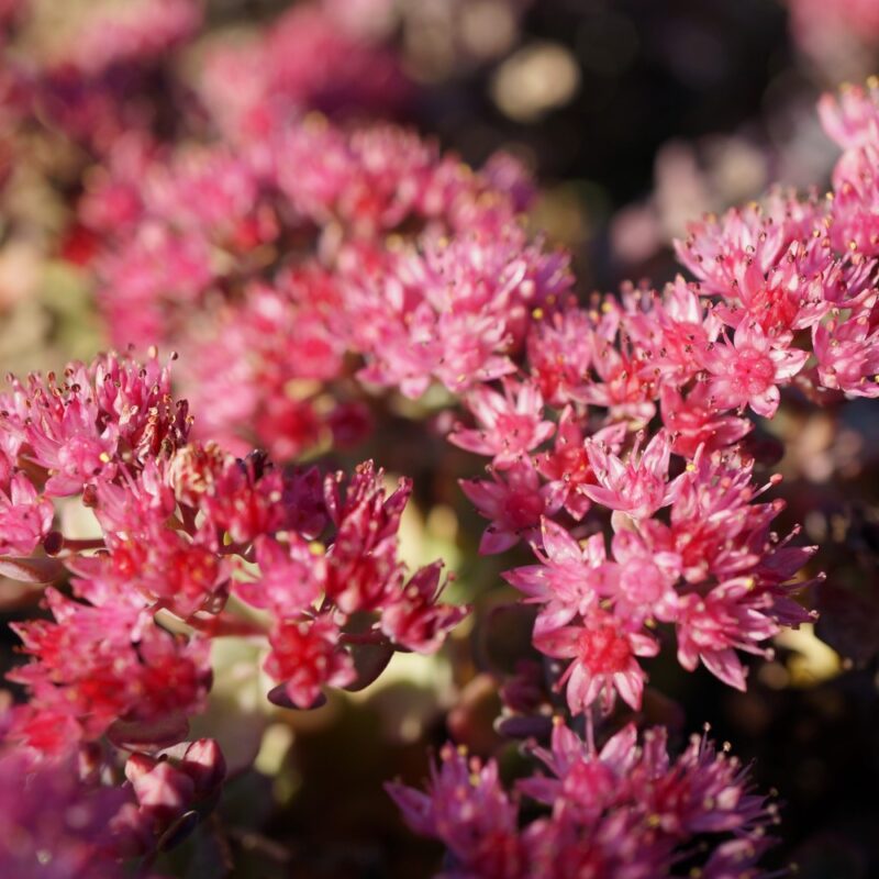 SEDUM CAUTICOLUM ROSE