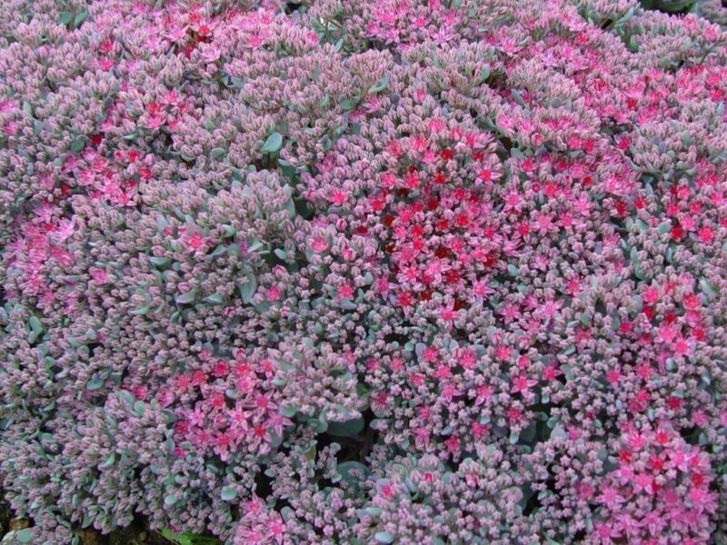 SEDUM CAUTICOLUM ROSE