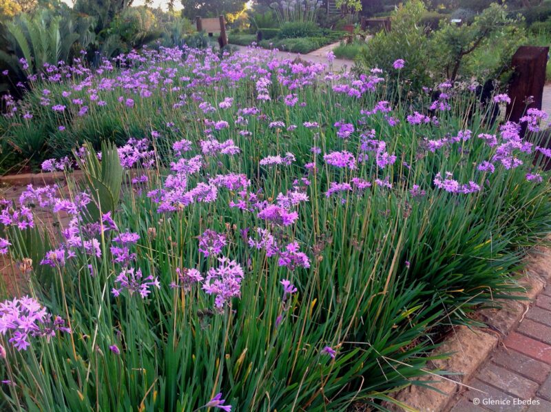 TULBAGIA VIOLACEA