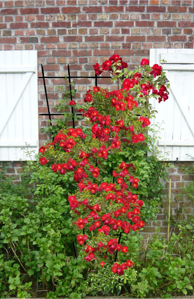 DECOROSIER VESUVIA GRIMPANT