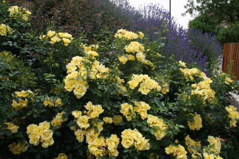 DECOROSIER SOLEYA