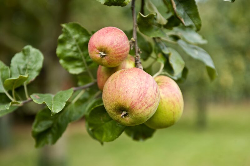POMMIER PÉPIN SONNANT