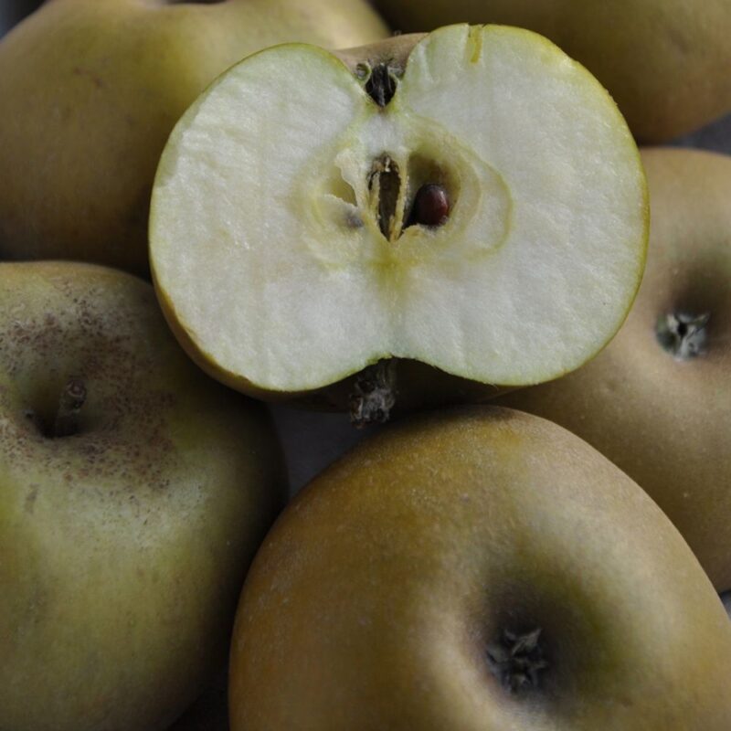 POMMIER REINETTE GRISE DU CANADA