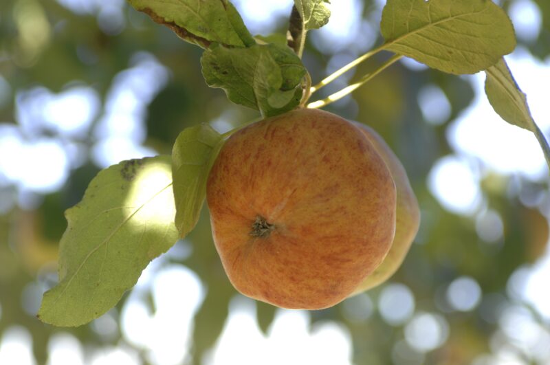 POMMIER PÉPIN SONNANT