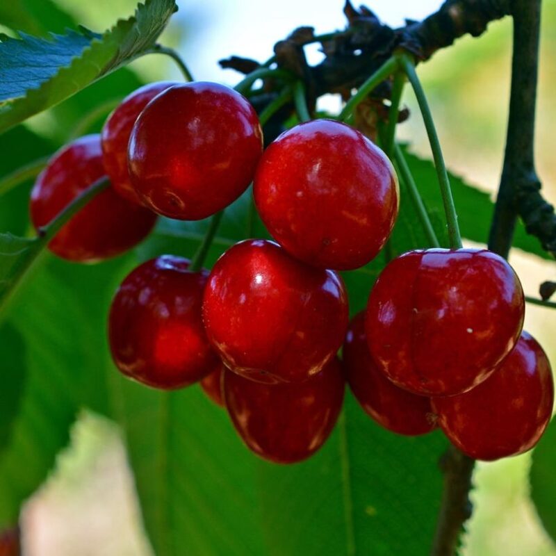BIGARREAUX TARDIVE DE VIGNOLA