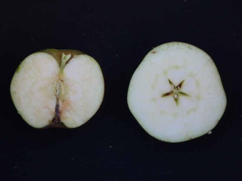 BON POMMIER
